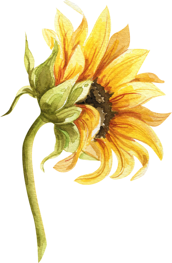 Watercolor sunflower illustration